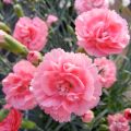 Dianthus plumarius Scent First Romance - Oeillet mignardise