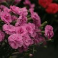 Feder-Nelke Scent First Tickled Pink - Dianthus plumarius