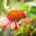 Echinacea purpurea Sundown - Sonnenhut