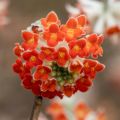 Edgeworthia chrysantha Red Dragon 'Akebono' - Edgeworthie