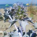 Eryngium maritimum - Strand-Mannstreu