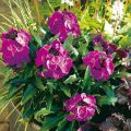 Giroflée vivace - Erysimum Winter Joy Mini-motte