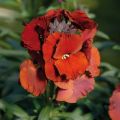 Garten-Goldlack Winter Passion - Erysimum