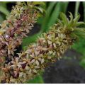 Eucomis pallidiflora subsp. pole-evansii Ssp. Pole-evansii - Schopflilie