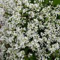 Euphorbia hypericifolia Diamond Snow - Wolfsmilch