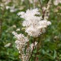 Rotblühendes Mädesüß Alba - Filipendula purpurea