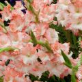 Großblütige Gladiole Pink Lady - Gladiolus