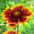 Kokardenblume Royale - Gaillardia