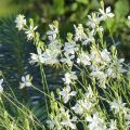 Gaura lindheimeri Snowbird