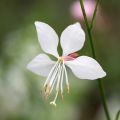 Prachtkerze Steffi White - Gaura lindheimeri