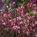 Prachtkerze Lollipop Pink - Gaura lindheimeri