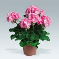 Zonal-Pelargonie PAC Candy Rose - Pelargonium