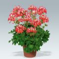 Zonal-Pelargonie Fireworks Red White - Pelargonium