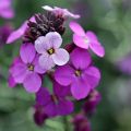 Giroflée vivace - Erysimum Poem Lavender 