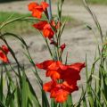 Glaieul ou Gladiolus primulinus Mirella