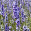 Delphinium consolida DelQIS White Blue Edge (Samen) - Acker-Rittersporn