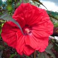 Hibiscus moscheutos Red Wine - Sumpfeibisch