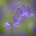 Hyacinthoides non-scripta - Atlantische Hasenglöckchen