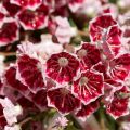 Lorbeerrose Pinwheel - Kalmia latifolia