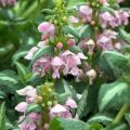 Lamium maculatum Shell Pink - Gefleckte Taubnessel