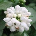 Lamium maculatum White Nancy - Gefleckte Taubnessel