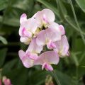 Breitblättrige Platterbse Pink Pearl - Lathyrus latifolius