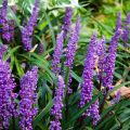 Liriope muscari