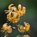 Türkenbund-Lilie Sunny Morning - Lilium martagon