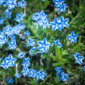 Steinsame Star - Lithodora diffusa