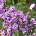 Kuckucks-Lichtnelke Jenny - Lychnis flos-cuculi