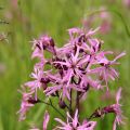 Kuckucks-Lichtnelke - Lychnis flos-cuculi