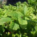 Menthe marocaine - Mentha spicata Nannah