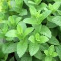 Ähren-Minze Nannah (Pflanzen) - Mentha spicata