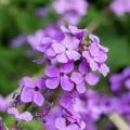 Silberblatt - Lunaria annua