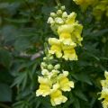 Löwenmäulchen Dazzling Lips Lemon - Antirrhinum