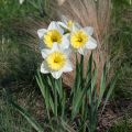 Narcisse Ice Follies