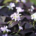 Dreieckiger Glücksklee - Oxalis triangularis