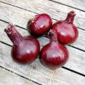 Oignon Red Karmen (rouge) en plants - Allium cepa BIO