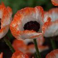 Orientalischer Mohn Picotee - Papaver orientale