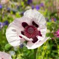 Orientalischer Mohn Royal Wedding - Papaver orientale