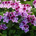 Duftende Pelargonie Mosquitaway Nova - Pelargonium