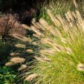 Lampenputzergras Hameln - Pennisetum alopecuroïdes