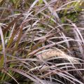 Pennisetum x advena Rubrum - Herbe aux écouvillons pourpres