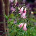 Penstemon Apple Blossom - Galane