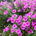 Petunia surfinia Pure Raspberry