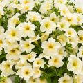 Petunia Surfinia Trailing Light Yellow