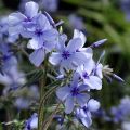 Phlox divaricata Chattahoochee