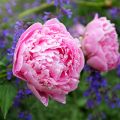 Paeonia lactiflora Sarah Bernhardt - Edel-Pfingstrosen