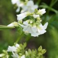 Polemonium caeruleum Album - Jakobsleiter