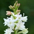 Polyanthes tuberosa The Pearl - Tuberose